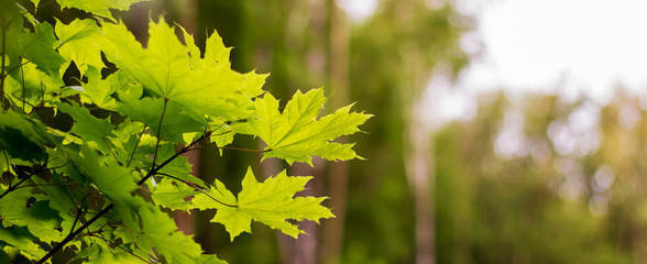 Fototapeta na wymiar Good day in woods. Maple leaves on a blurry background. Panorama. Copy spase for text_