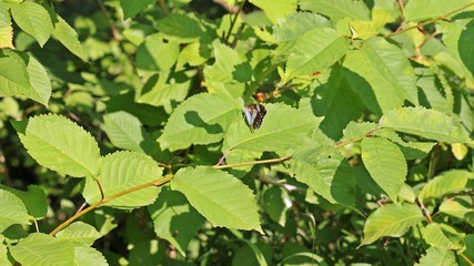Kleiner Eisvogel (Limenitis camilla)
