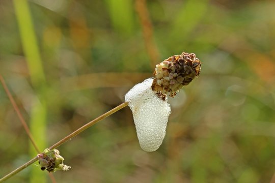 Schaumzikaden an Kleinem Wiesenknopf