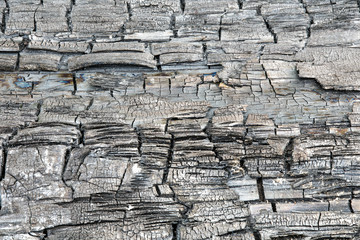 The texture or background of charred or burned wood log. The macro shot is made by means of stacking technology