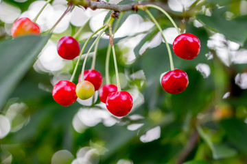 Obraz premium Berries are cherries on branches of a tree. Mature juicy berries. Growing cherries. Season of ripe cherries_