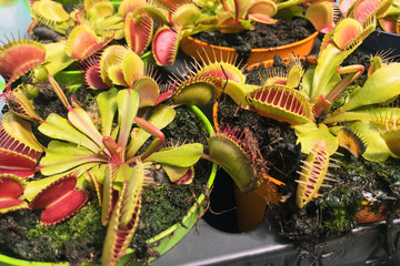 Venus flytrap plant (Dionaea muscipula)