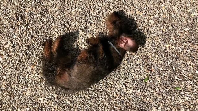 Wire-haired dachshund