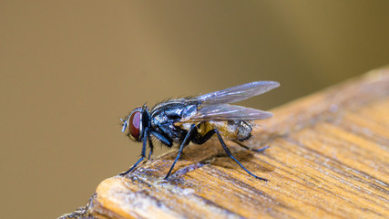 Housefly, closeup view, on the wooden table. Musca domestica.