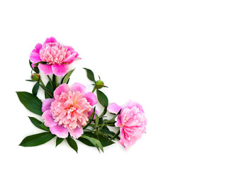 Pink peonies with buds on a white background with space for text. Top view, flat lay.
