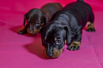 Puppies Dachshund marble color
