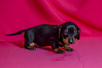 Puppies Dachshund marble color