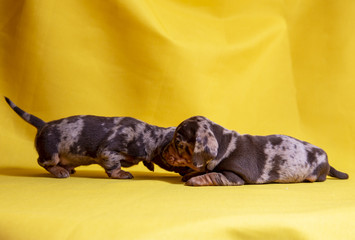 Puppies Dachshund marble color