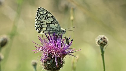 Schachbrettfalter (Melanargia galathea) auf Skabiosen-Flockenblume (Centaurea scabiosa)



