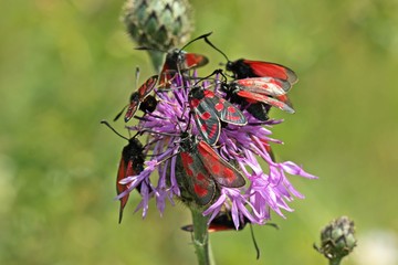 Beilfleck-, Thymian- und Esparsettenwidderchen auf Skabiosenflockenblume
