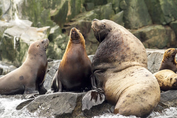 Fototapeta premium Colony of sea lions (Eumetopias jubatus) on the rock, Russia, Kamchatka, nearby Cape Kekurny, Russian bay