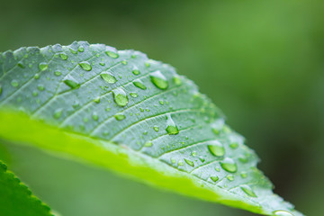 The drops on the leaf