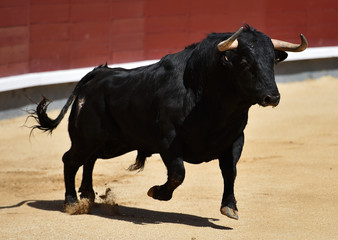 bull black in spanish bullring with big horns
