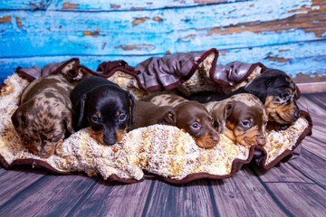 Puppies Dachshund marble color