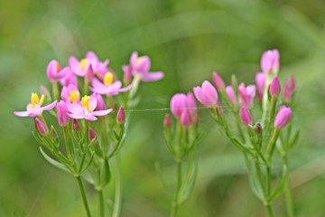 Fototapeta premium Echtes Tausendgüldenkraut (Centaurium erythraea) 