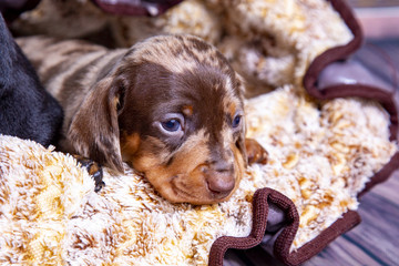 Puppies Dachshund marble color