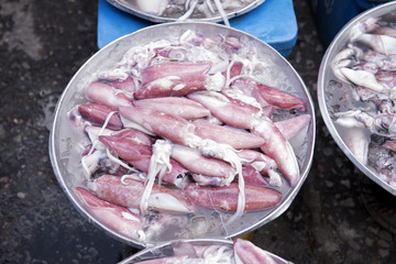 Fresh squid is placed in the tray to the morning market in Songkhla Thailand country leading to many types of cooking and a healthy body