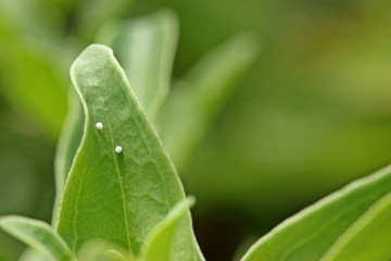 Eier des Kreuzenzian-Ameisenbläulings (Phengaris rebeli) an Kreuz-Enzian (Gentiana cruciata) 

