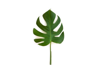 Tropical leaf monstera on a white background. Top view, flat lay.