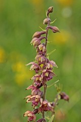 Braunrote Stendelwurz (Epipactis atrorubens) auf Kalkmagerrasen
