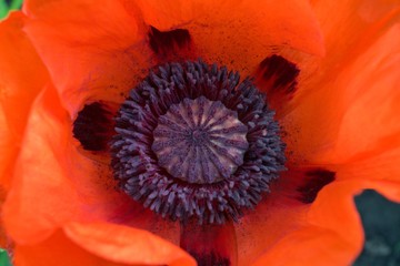 ripening fruit of the poppy among the red petals