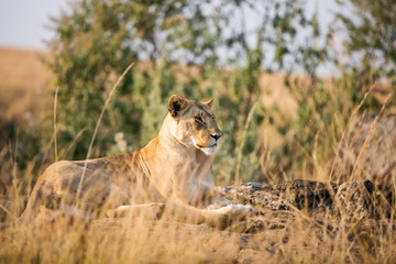 Female lion in Africa