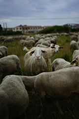 Obraz premium cabras y pasto