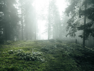 early morning in the wood with fog