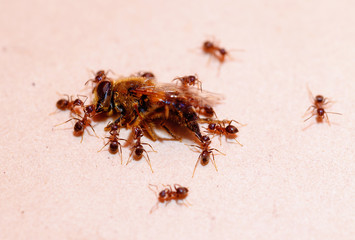 ants carry bee ,strong ant.