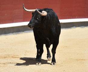 bull black in spanish bullring with big horns