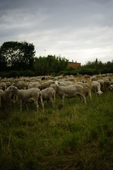 cabras y pasto