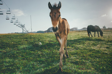 cute foal is staying in the mountains looking in the camera