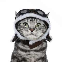 Head shot of handsome black tabby British Shorthair cat with green eyes wearing pilot hat and glasses looking at lens isolated on white background  © Nynke