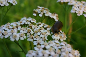 Ślimak na kwiatach. © Jan