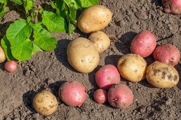 White and pink potatoes.