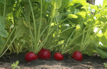 Organic red radish growing on soil in greenhouse. Fresh radish from own garden.