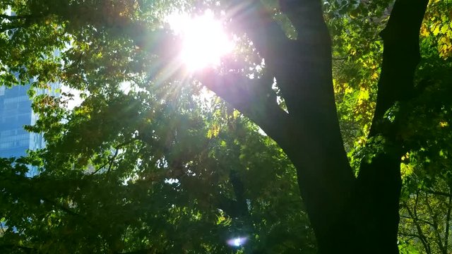 Bright Sun in the Middle of the Forest of Chapultepec.