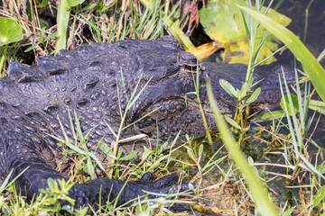 American Alligator, Alligator mississippiensis