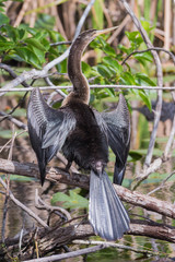 Anhinga