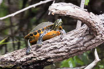 Chicken turtle (Deirochelys reticularia)
