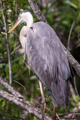 Great blue heron (Ardea herodias)