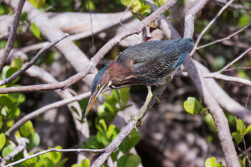 Green heron (Butorides virescens)
