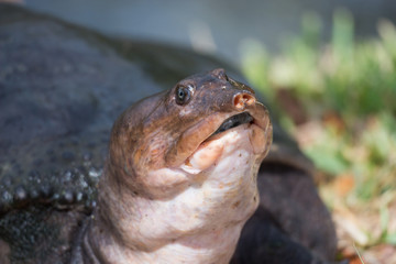 Florida softshell turtle (Apalone ferox)