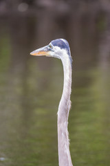 Great blue heron (Ardea herodias)