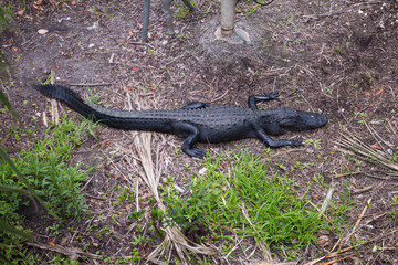 American Alligator, Alligator mississippiensis
