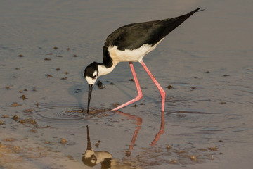 Black-winged stilt (Himantopus himantopus)
