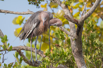 Reddish egret (Egretta rufescens)