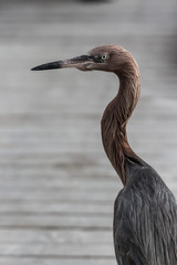 Reddish egret (Egretta rufescens)