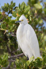 Snowy egret (Egretta thula)