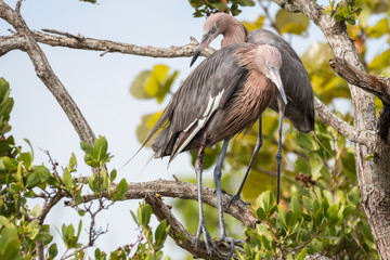 Reddish egret (Egretta rufescens)